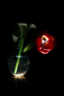Tulpe - Nach dem Tulpengeflüster! - Tulip - Tulipa von Gerald Albach