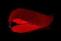 Rose - Blütenblatt - dunkelrot - Petale von Gerald Albach