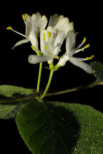 Heckenkirsche - Blüten - Lonicera xylosteum von Gerald Albach