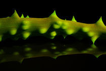 Aloe-Blatt in Wüstenlilien-Grün - Auto-Fluoreszenz von Gerald Albach