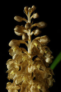 Orchidee des Jahres - Vogel-Nestwurz - Blüten I  von Gerald Albach