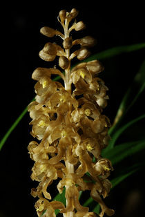 Vogel-Nestwurz - Blüten II - Orchidee des Jahres von Gerald Albach