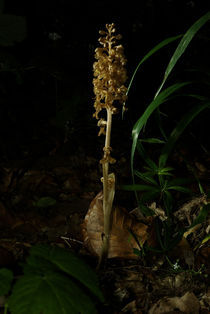 Nistplatz der Orchidee Vogel-Nestwurz von Gerald Albach