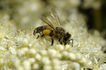 Honigbiene - Flugbiene als Farbkontrastsammlerin von Gerald Albach