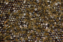 Ammenbienen erzählen Ammenmärchen - Honigbiene von Gerald Albach