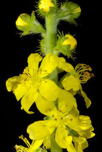 Gelbe Blüten-Gemeinheit - Gemeiner Odermennig von Gerald Albach