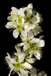 Blütentanz - Langsamer Schlehen-Schneewalzer von Gerald Albach