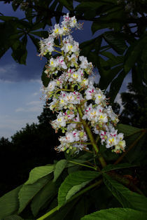 Rosskastanien-Blüten - Arzneipflanze des Jahres by Gerald Albach