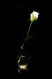 Weiße Rose - blaue Vase