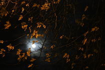 Autumn Moon by Marco Dinkel