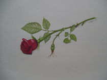 Rose by Angelika Wegner