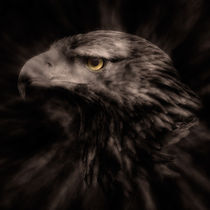 Eagle Eye by Peter Rees