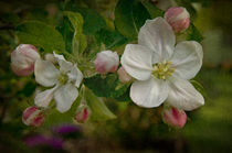 Apfelblüte von lolly