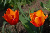 Leuchtende Tulpen von julita