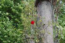 Rote Rose im Wildgarten by julita