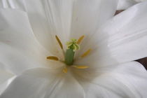 Weiße Unschuld der Tulpen von julita