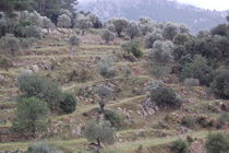 Terrassen mit Olivenbäumen by julita