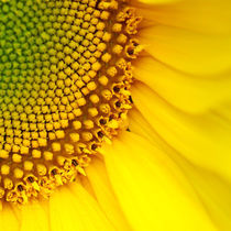 Sunny Flower von mercedes
