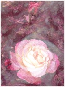 Die Rose von Stefan Kuhn