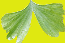 Ginkgo Blatt auf gelb von Detlef Otte