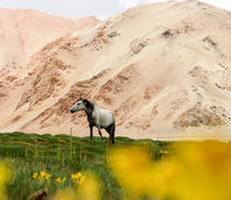 Wüstenpferd von Michael Guzei