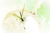 Grüne Libelle I by Mandy Tabatt