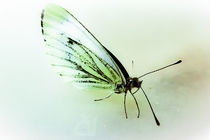 Schmetterling III von Mandy Tabatt