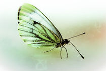 Schmetterling II von Mandy Tabatt