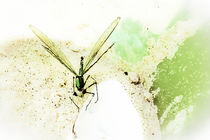 Grüne Libelle III von Mandy Tabatt