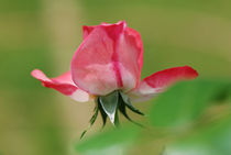 Rose im Detail by rancos