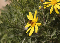 Biene auf gelber Blüte von rancos