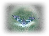 Szenen-Motte von lotusya