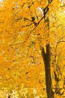 Autumn Leaves II von Jan-Marco Gessinger