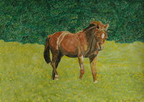 Pferd auf Sommerwiese von Tirza Marie Falck