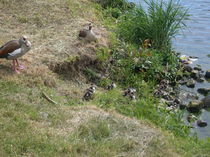 Eine Entenfamilie am Ufer der Mosel von monika beging