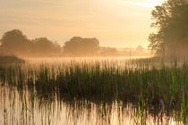 Morgengrauen am Kühnauer See von Sebastian Kaps