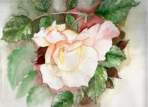 Zarte Rose von Cornelia Scheer