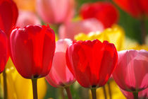 Colors of spring von AD DESIGN Photo + PhotoArt