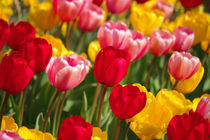 A lot of tulips by AD DESIGN Photo + PhotoArt