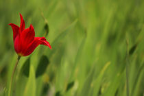 Lonley tulip von AD DESIGN Photo + PhotoArt