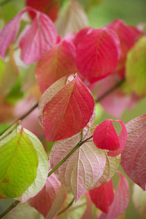 Colorful leafs von AD DESIGN Photo + PhotoArt