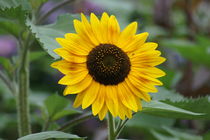 Sunflower by kattobello