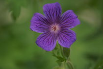 Violet Velvet von kattobello