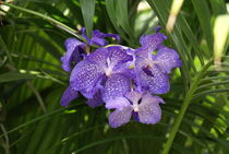 Lila Orchidee im Palmengarten von kattobello