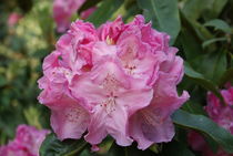 Rosa Rhododendron Blüte by kattobello