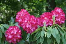 Rosa Rhododendron Zweig von kattobello