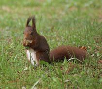Eichhörnchen Dinner von kattobello