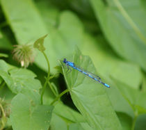 Blaue Libelle von kattobello
