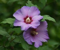 Violette Malve von kattobello