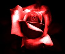 Dark Rose by kattobello
